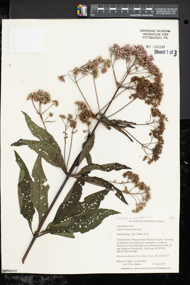 Eupatorium quaternum photo 5
