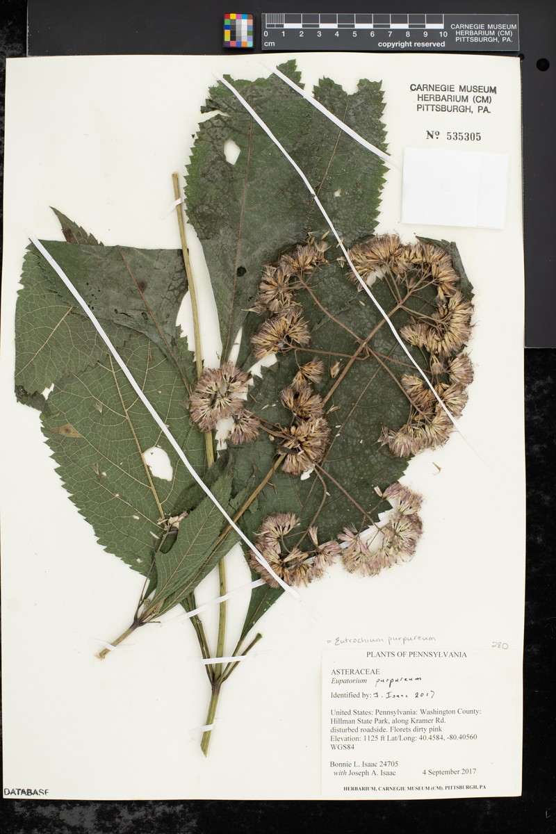 Eupatorium quaternum photo 6