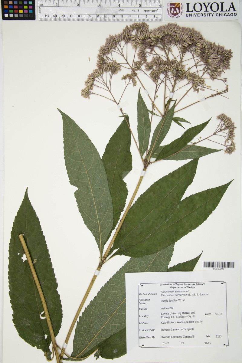 Eupatorium quaternum photo 7