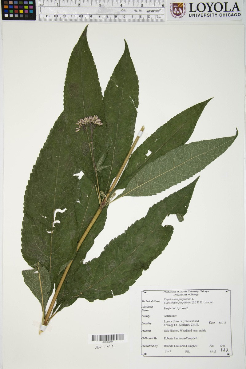Eupatorium quaternum photo 8