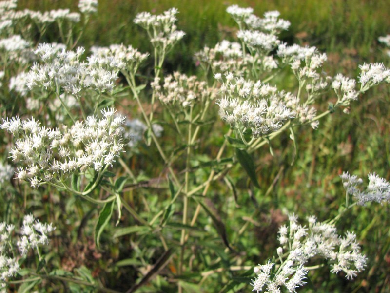 Pine Barren Thoroughwort