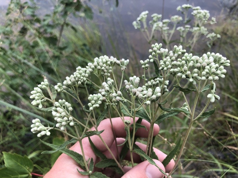 Pine Barren Thoroughwort photo 2