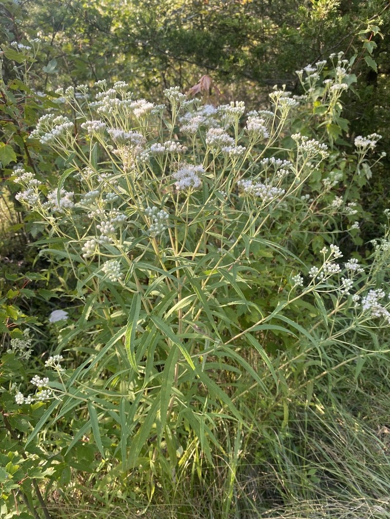 Pine Barren Thoroughwort photo 3