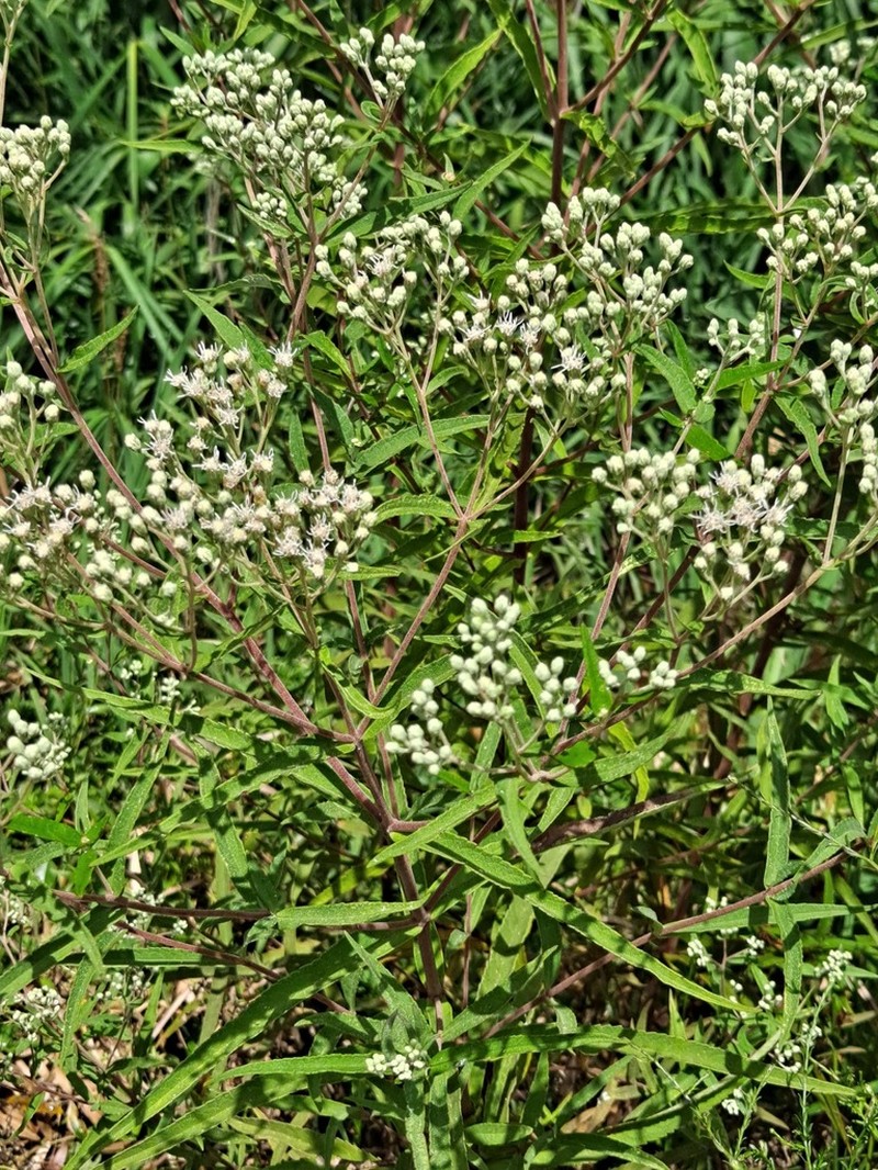 Pine Barren Thoroughwort photo 4
