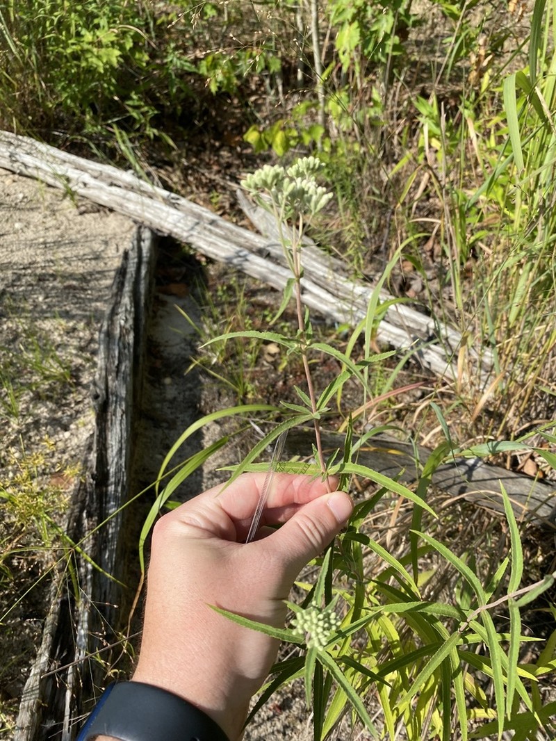 Pine Barren Thoroughwort photo 5