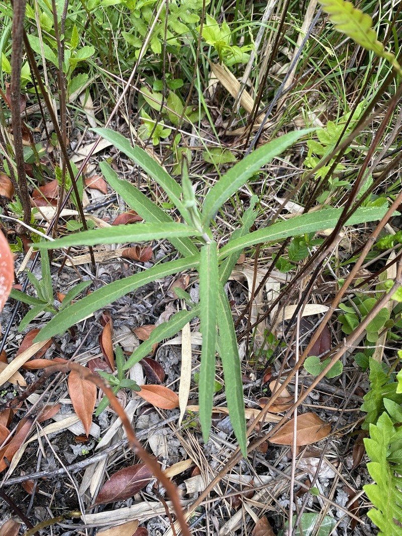 Pine Barren Thoroughwort photo 6