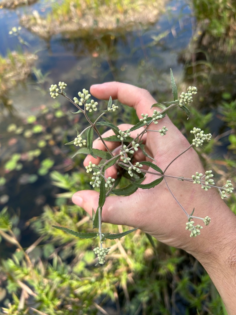 Pine Barren Thoroughwort photo 7