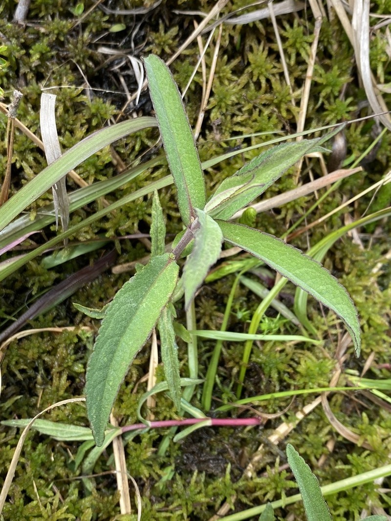Pine Barren Thoroughwort photo 8