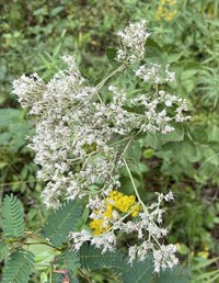 Roundleaf Thoroughwort