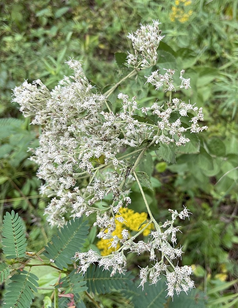 Roundleaf Thoroughwort