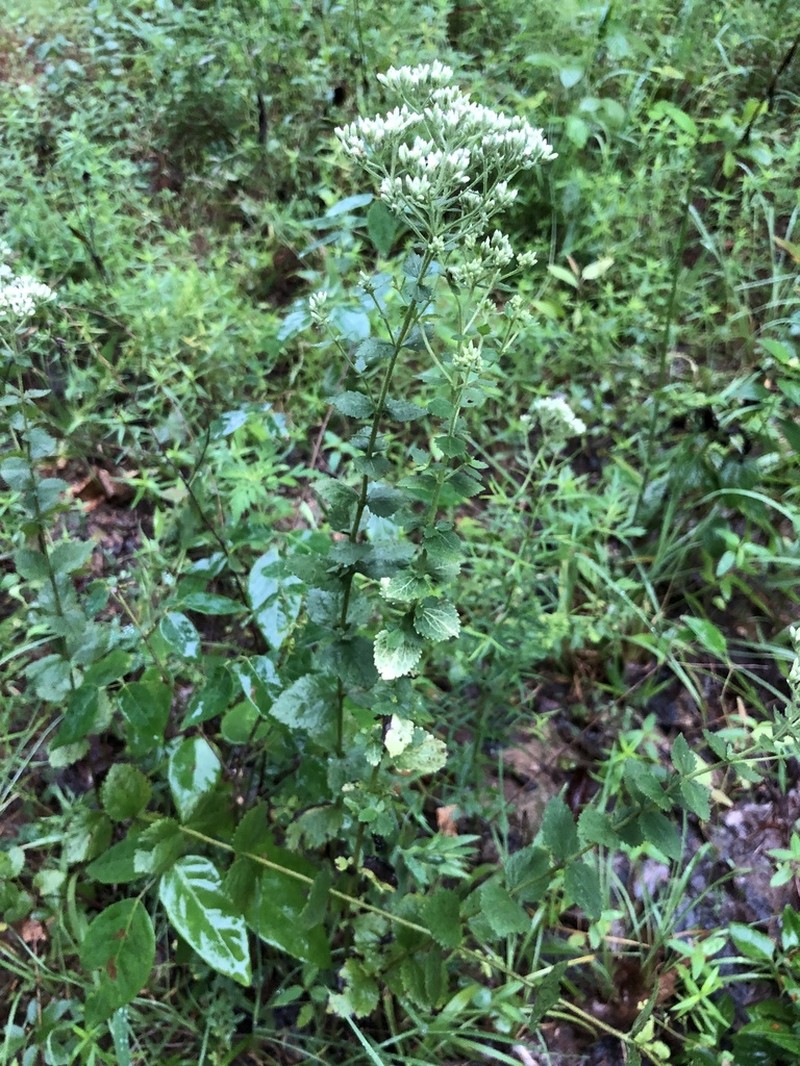Roundleaf Thoroughwort photo 2