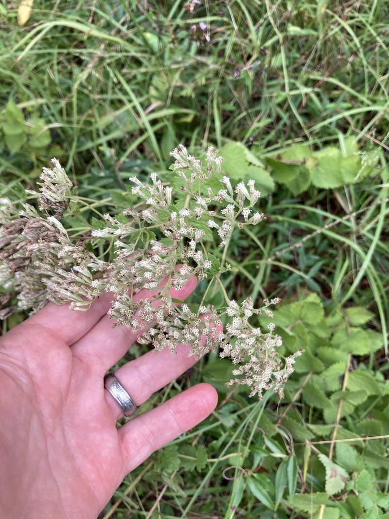 Roundleaf Thoroughwort photo 3