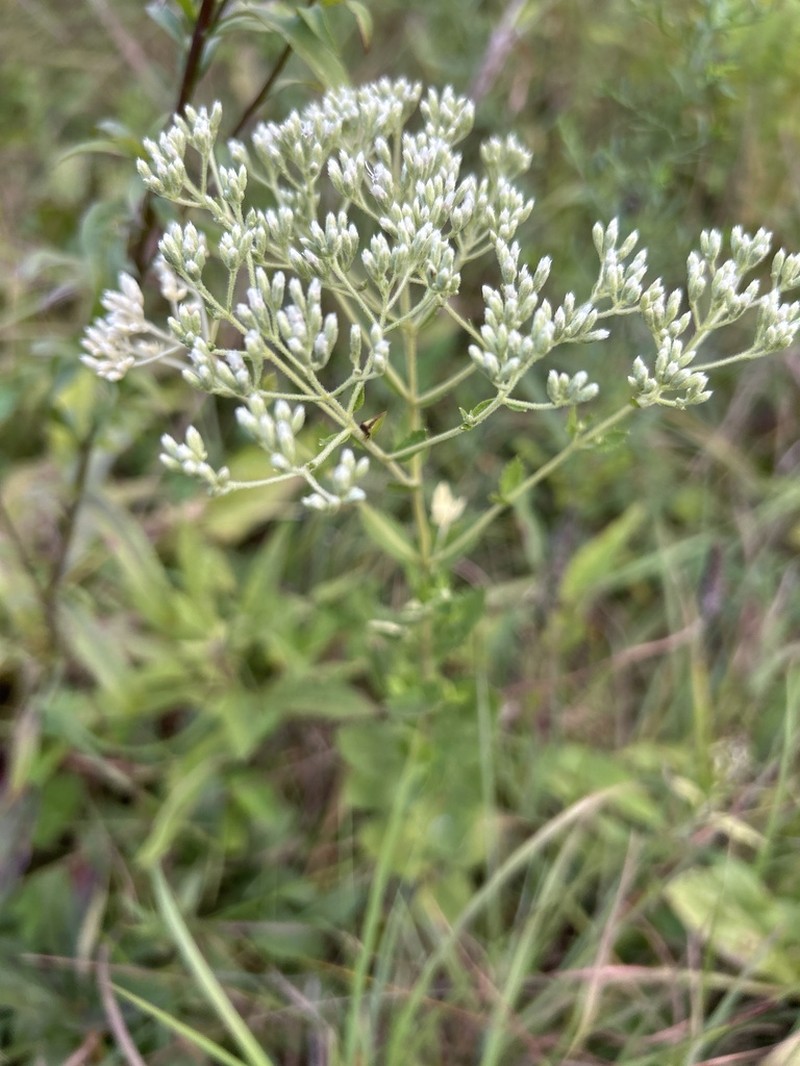 Roundleaf Thoroughwort photo 4