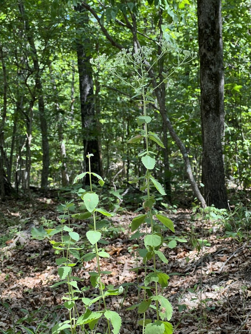 Roundleaf Thoroughwort photo 5