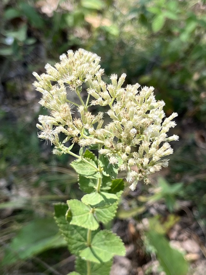 Roundleaf Thoroughwort photo 6