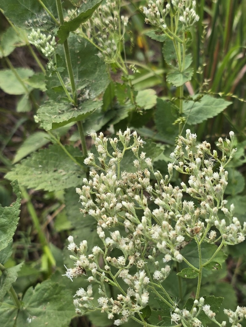 Roundleaf Thoroughwort photo 7