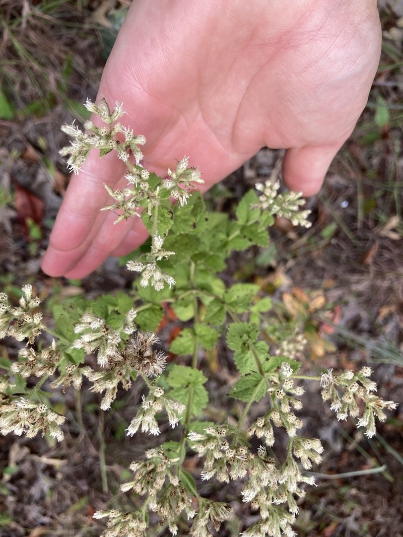 Roundleaf Thoroughwort photo 8