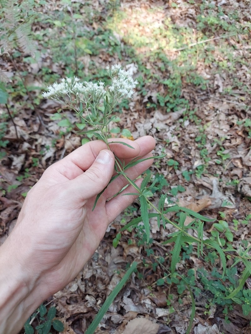 Eupatorium saltuense
