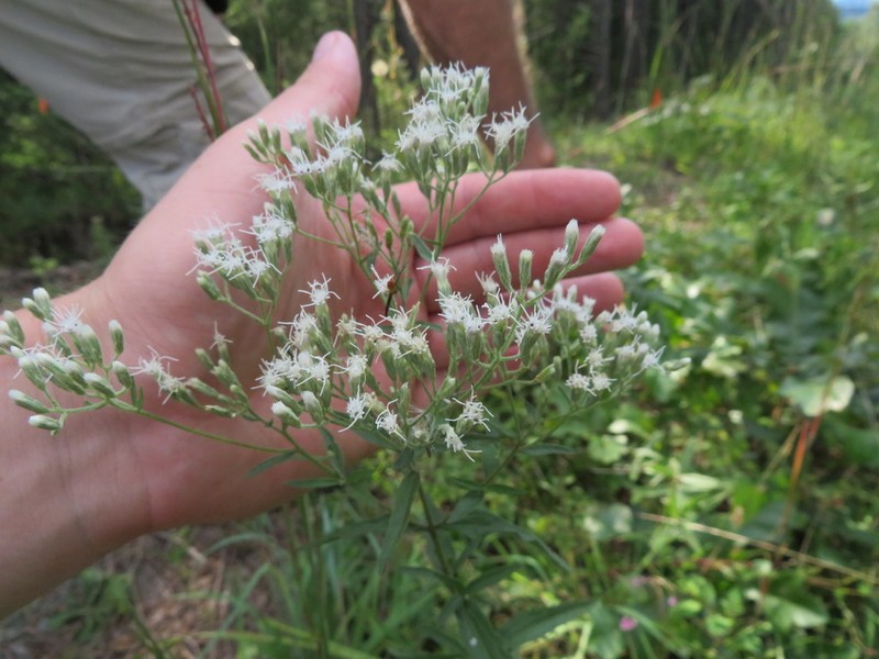 Eupatorium saltuense photo 2