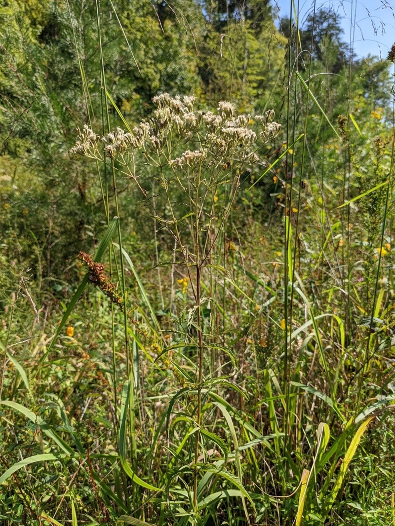 Eupatorium saltuense photo 3