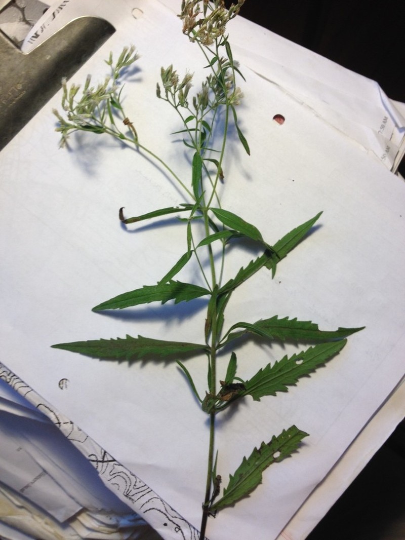 Eupatorium saltuense photo 4