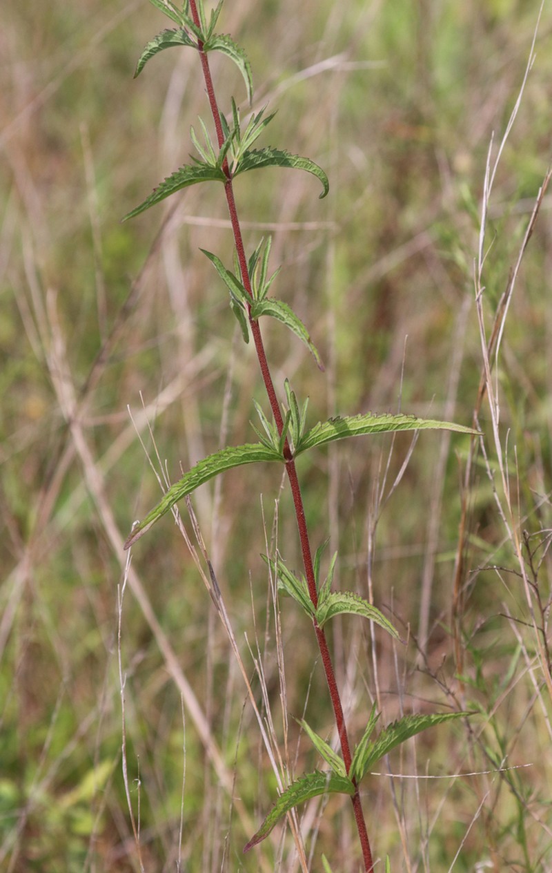 Eupatorium saltuense photo 7
