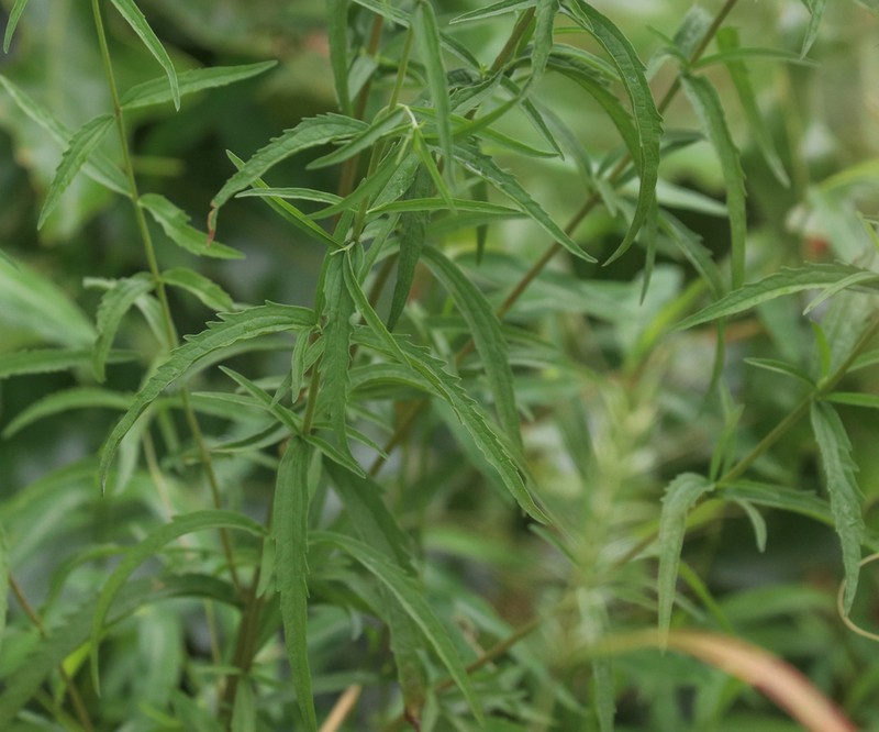 Eupatorium saltuense photo 8