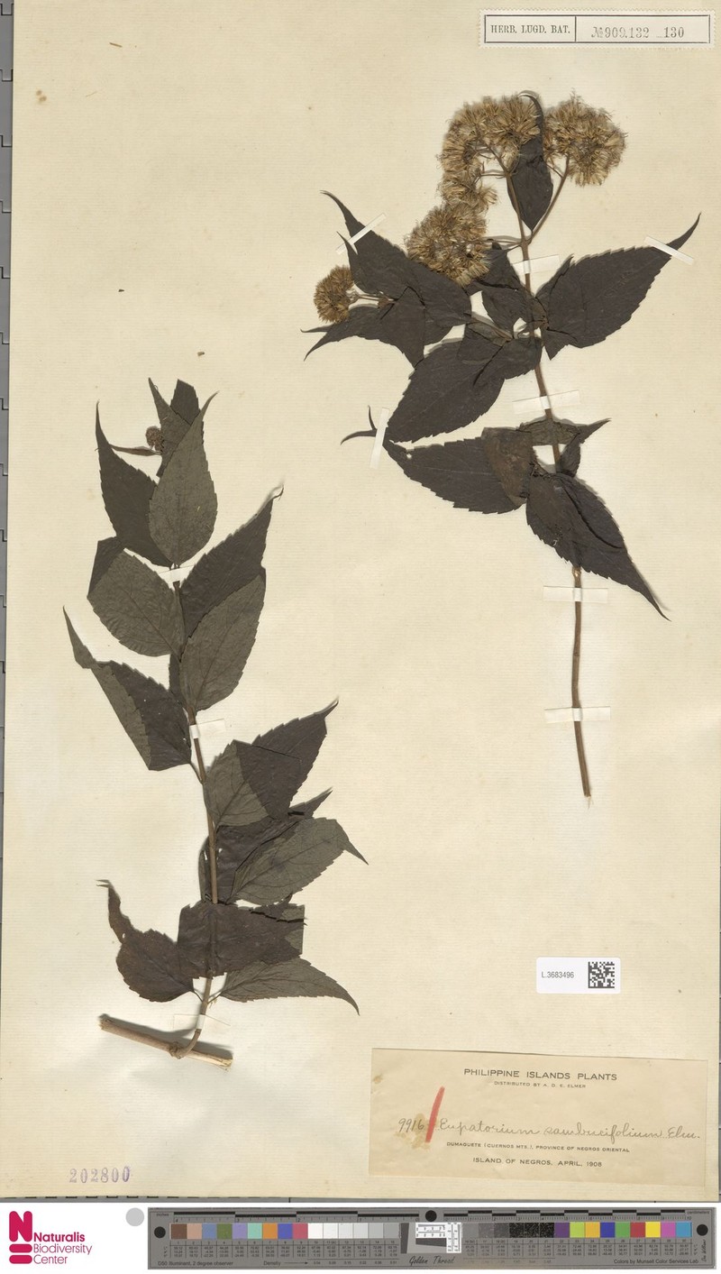 Eupatorium sambucifolium