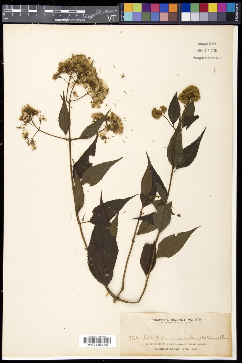 Eupatorium sambucifolium photo 2