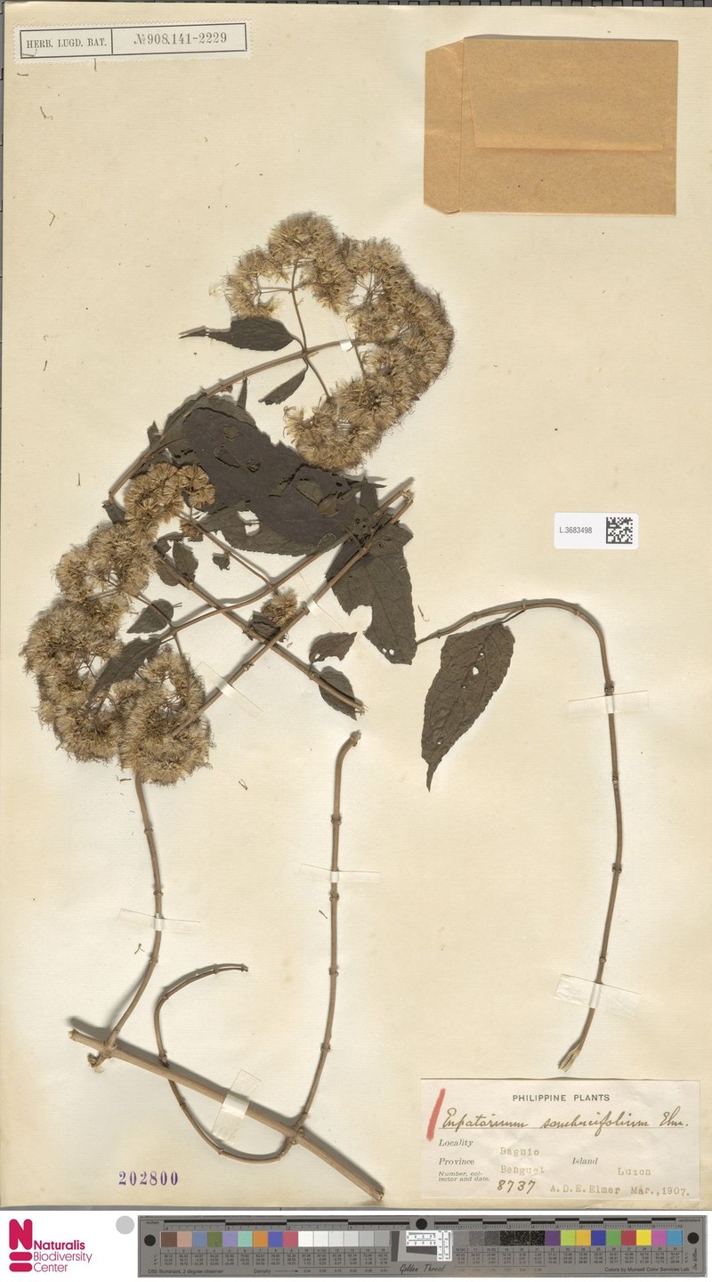 Eupatorium sambucifolium photo 3