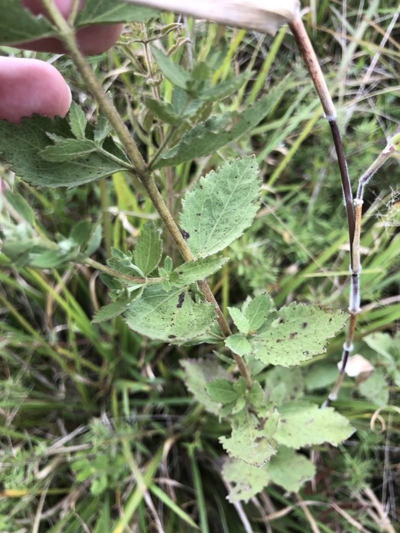 Eupatorium scabridum