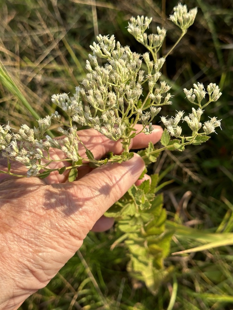 Eupatorium scabridum photo 2