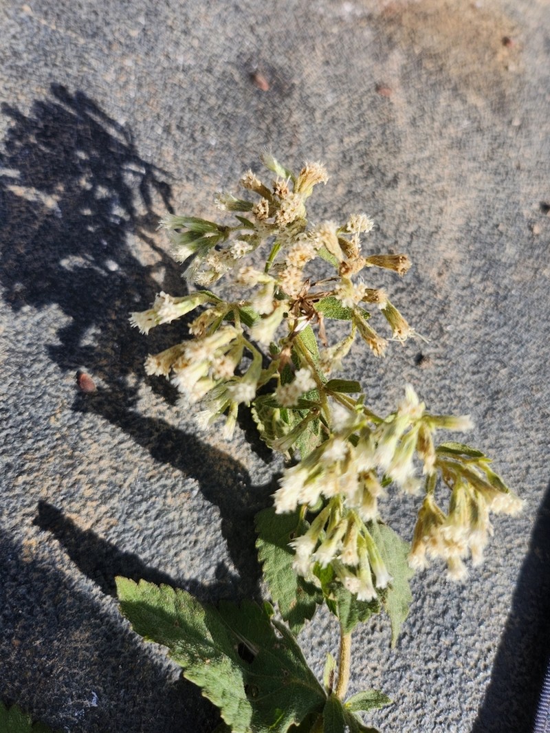 Eupatorium scabridum photo 3