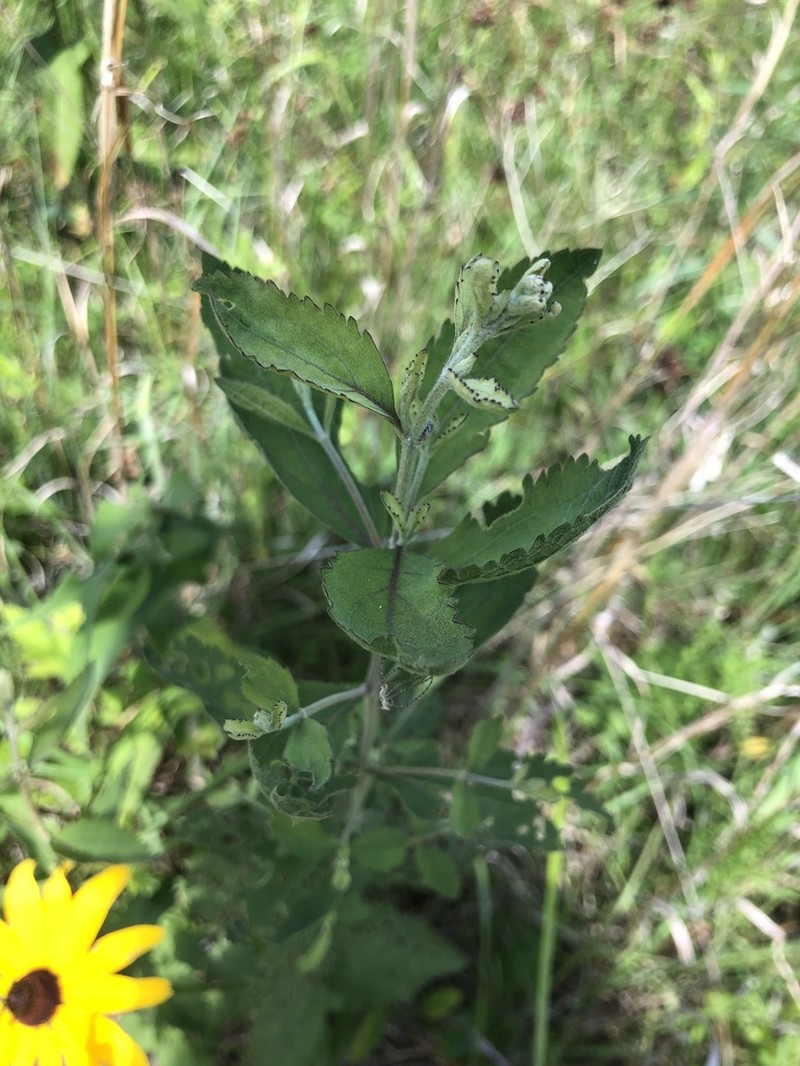 Eupatorium scabridum photo 4