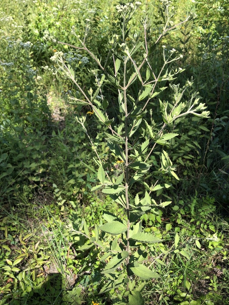 Eupatorium scabridum photo 5