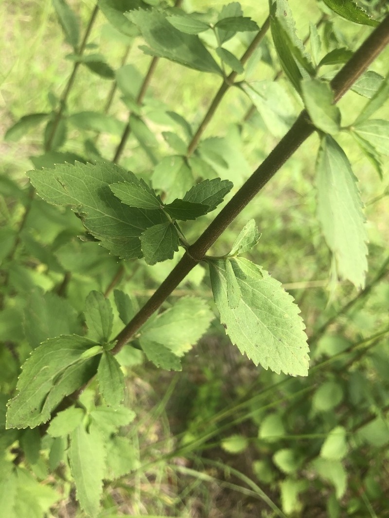 Eupatorium scabridum photo 6