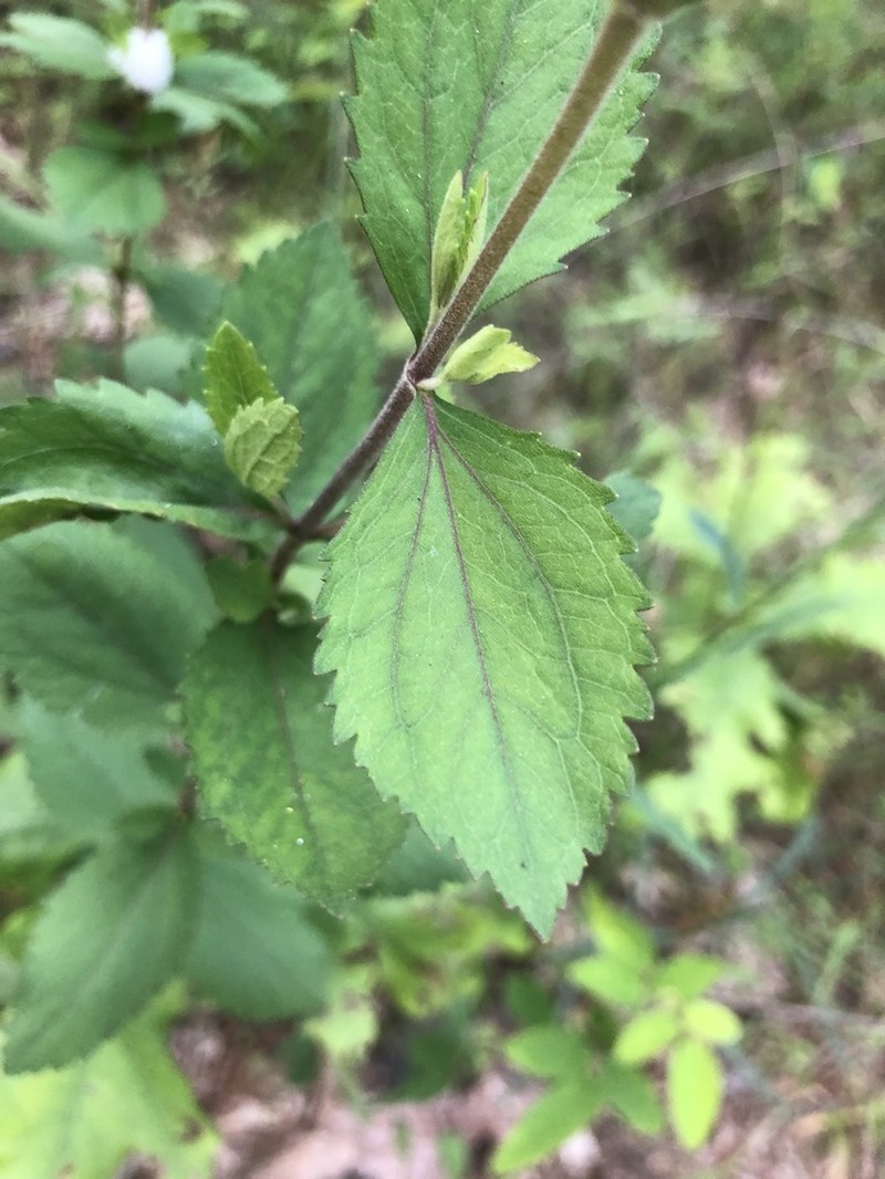 Eupatorium scabridum photo 7
