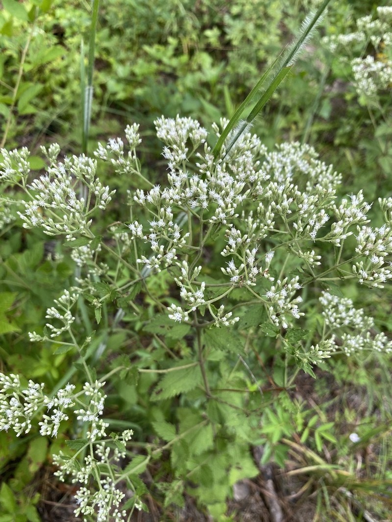 Eupatorium scabridum photo 8