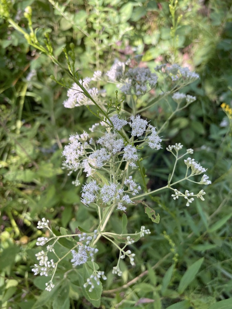 Smallflower Thoroughwort