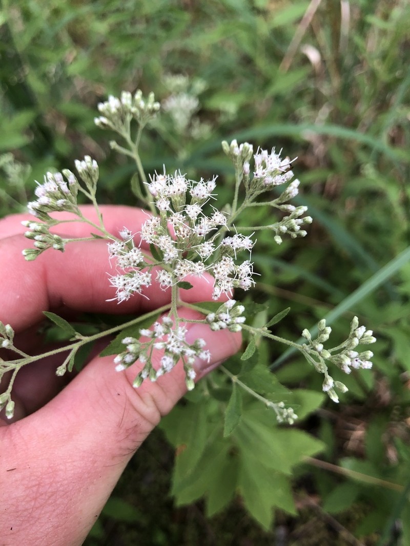 Smallflower Thoroughwort