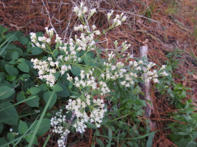 Smallflower Thoroughwort photo 2