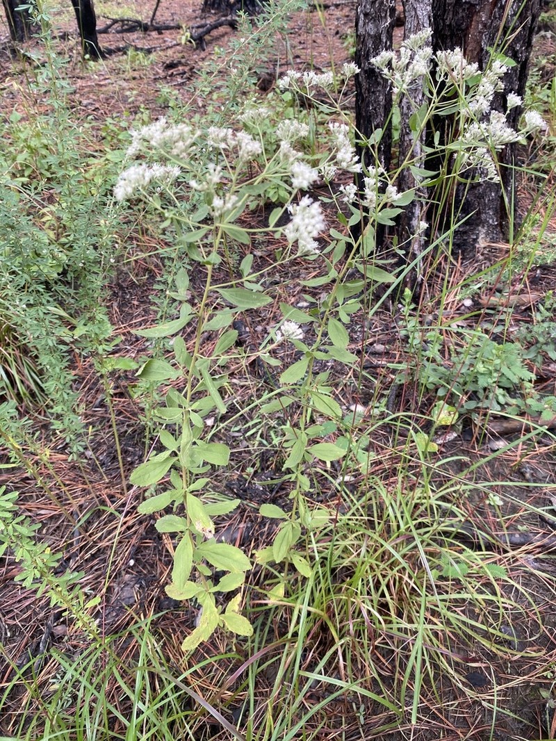 Smallflower Thoroughwort photo 3
