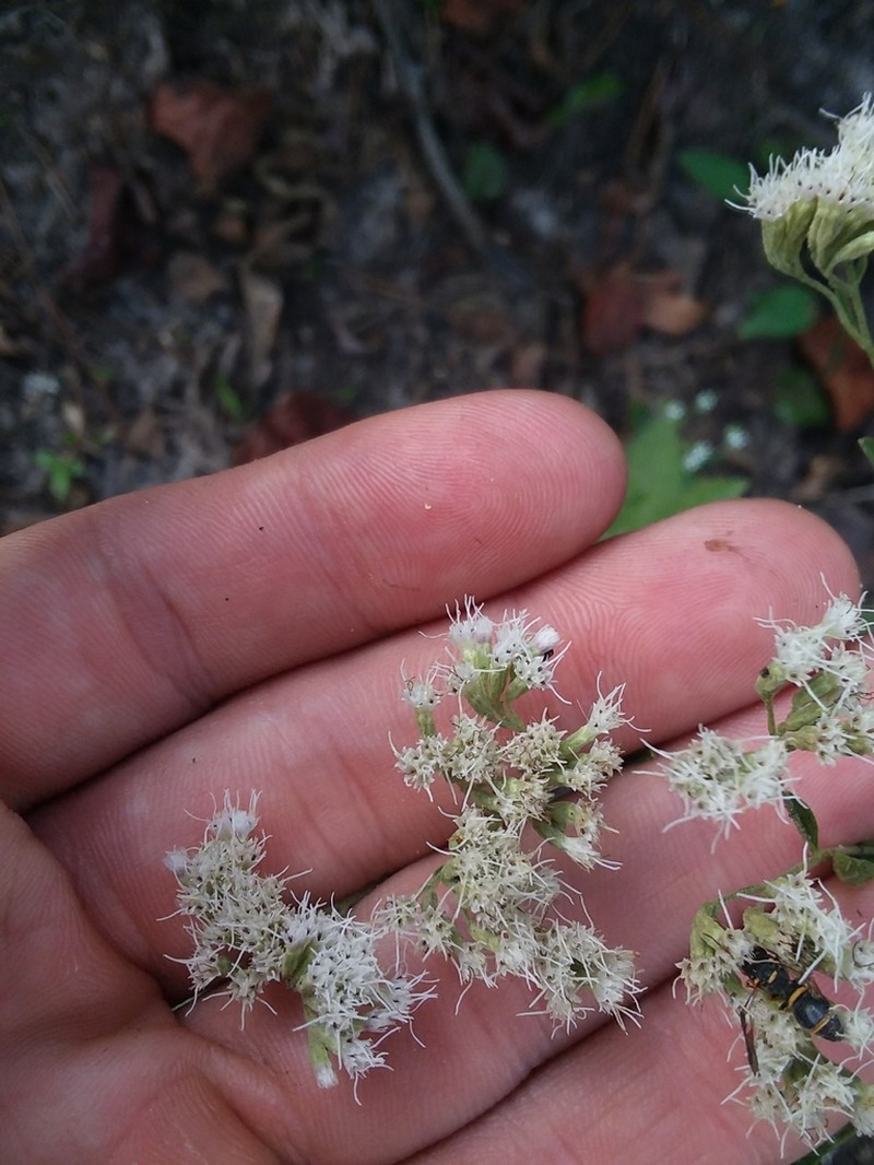 Smallflower Thoroughwort photo 4
