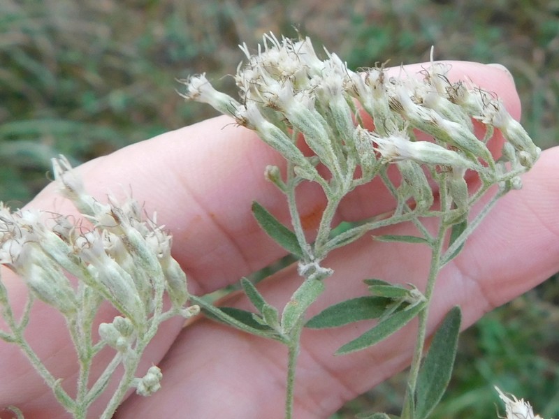 Smallflower Thoroughwort photo 5