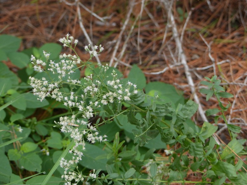 Smallflower Thoroughwort photo 6