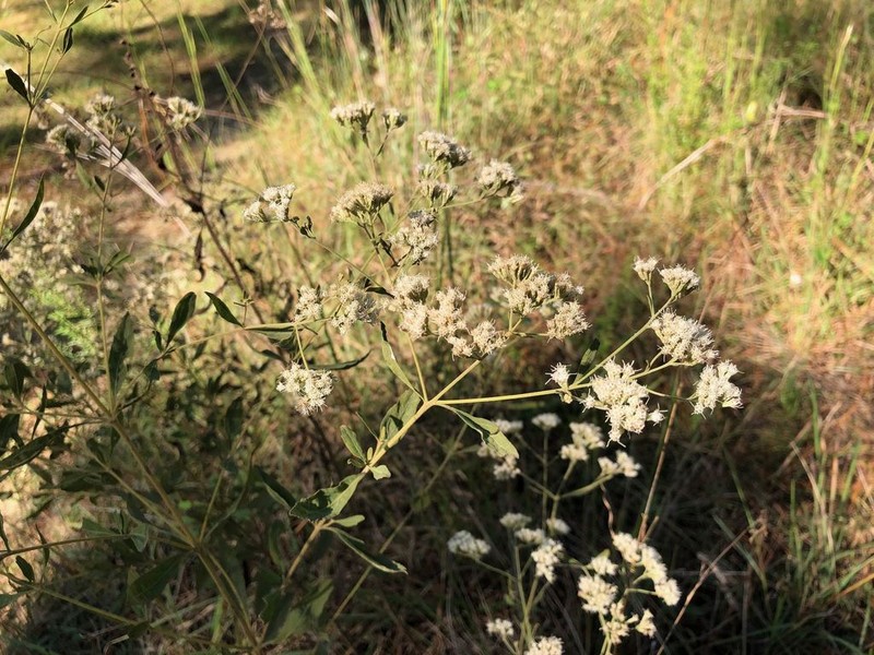 Smallflower Thoroughwort photo 7