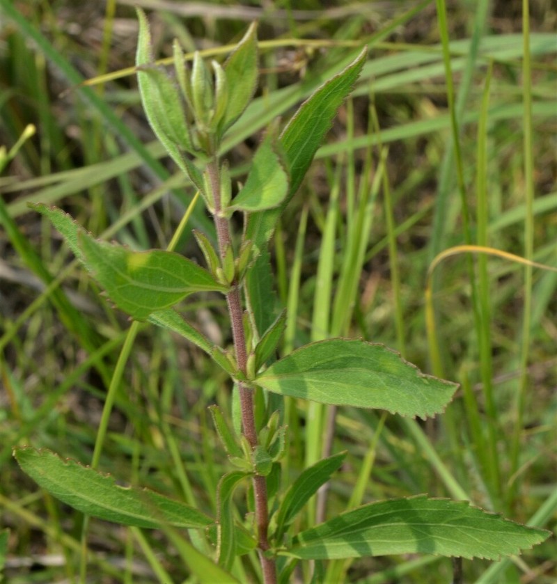 Smallflower Thoroughwort photo 8