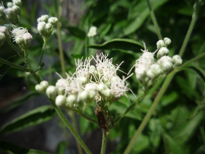 Lateflowering Thoroughwort