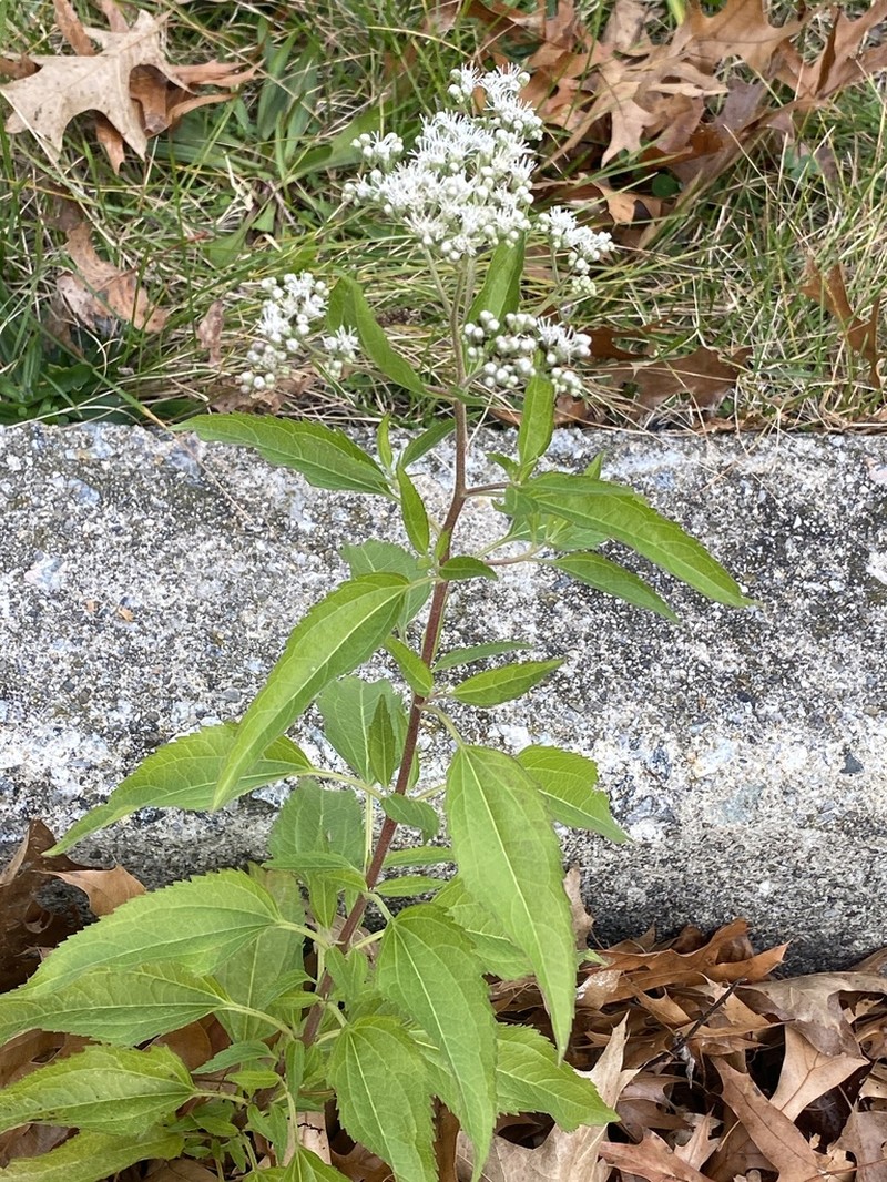 Lateflowering Thoroughwort