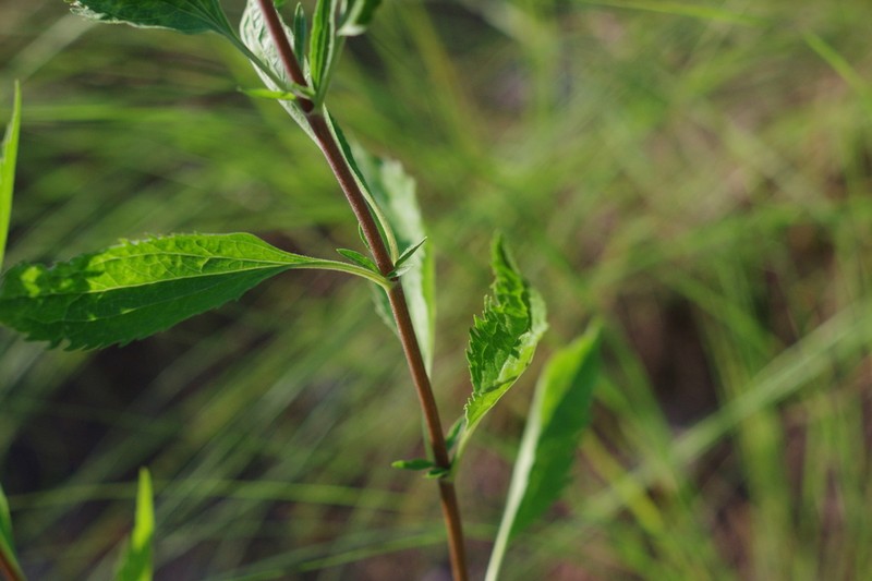Lateflowering Thoroughwort photo 2